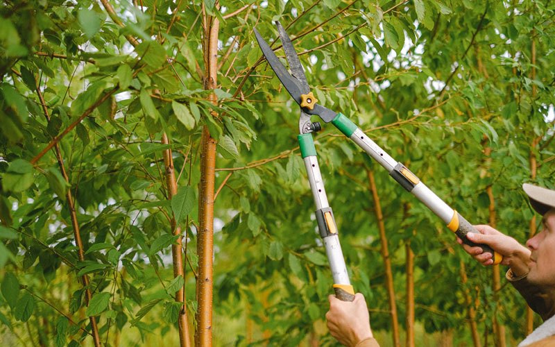Tree trimming in Chana, IL