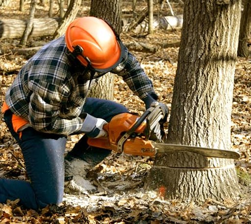 Tree Removal in Chana, IL